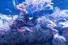 IMG-20210831-WA0004